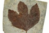 Fossil Sycamore Leaf (Macginitiea) - Montana #196813-1